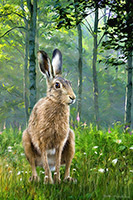 Hare, Rabbit, Wildlife