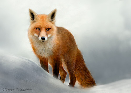 Winter Fox (landscape version)