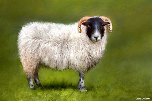 Lake District Sheep - Sheep Art - Art Prints Lake District Sheep