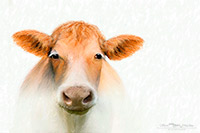 Cow, Cattle, Livestock