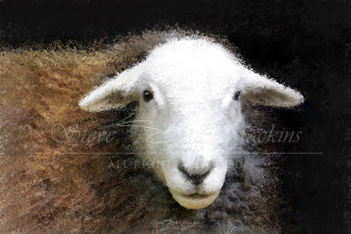 The Ewe - Sheep Art - Art Prints The Ewe