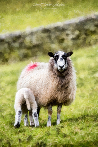 Lake District Sheep - Lorton Mule Cross Breed