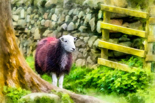 Lake District Sheep - Ewe with Lamb - Lorton - Sheep Art - Art Prints Lake District Sheep - Ewe with Lamb - Lorton