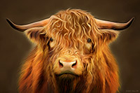 Highland Bull - Angus