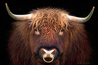 Highland Bull, Nose Ring, Cattle, Scotland