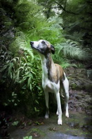Whippet Dog, Dogs, Canine