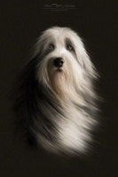 Tibetan Terrier Dog, Dogs, Canine