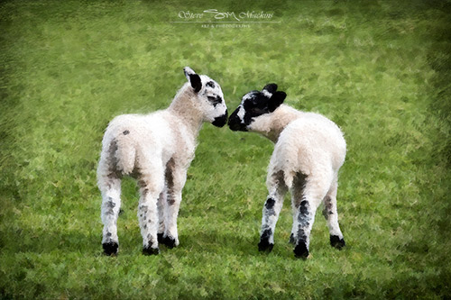 Lakeland Lambs - Sheep Art - Art Prints Lakeland Lambs