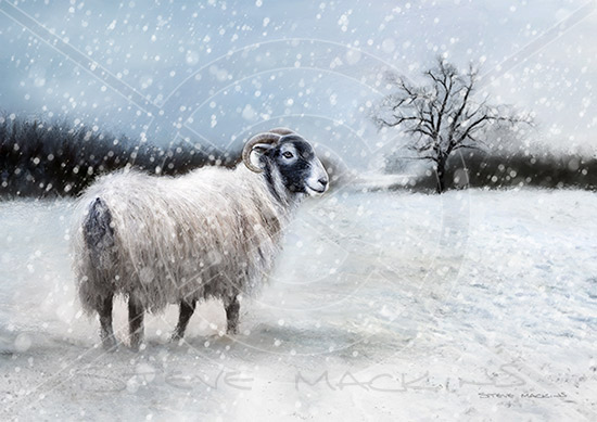Lakeland Sheep - Winter Swaledale