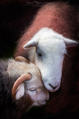 Comforting Ewe