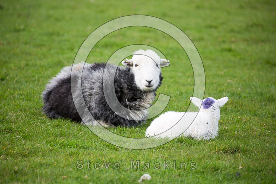 Beaumont Valley Herdwick - Lakeland Photos - Art Prints Beaumont Valley Herdwick
