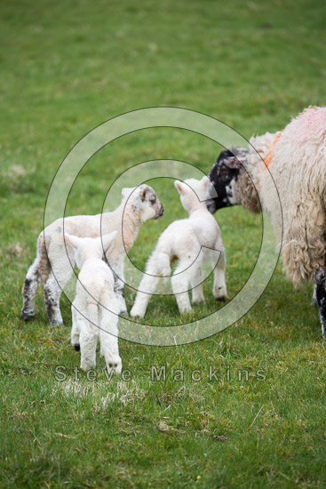 Castle Carrock Field Lake district Sheep - Lakeland Photos - Art Prints Castle Carrock Field Lake district Sheep