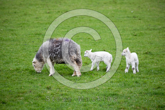 Watermillock Herdwick - Lakeland Photos - Art Prints Watermillock Herdwick