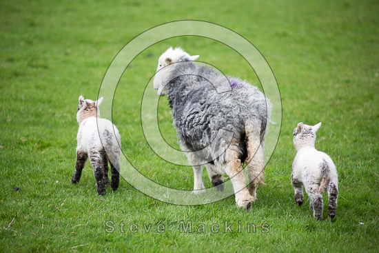 Watendlath Lakeland Sheep - Lakeland Photos - Art Prints Watendlath Lakeland Sheep