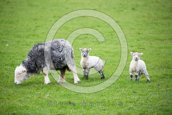 Eagle Crag Valley Lakeland Sheep - Lakeland Photos - Art Prints Eagle Crag Valley Lakeland Sheep