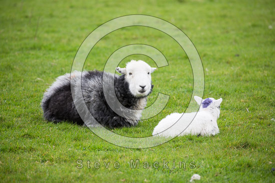 High Spy Herdwick Sheep - Lakeland Photos - Art Prints High Spy Herdwick Sheep