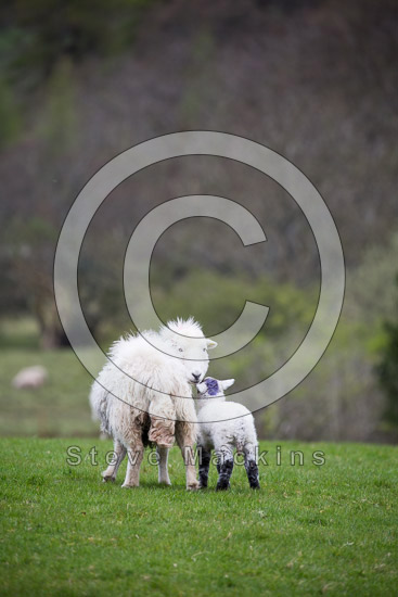 Bakestall Field Herdwick Sheep - Lakeland Photos - Art Prints Bakestall Field Herdwick Sheep
