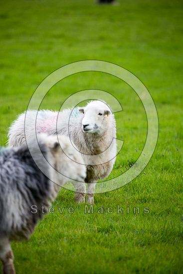 Beaumont Valley Herdwick - Lakeland Photos - Art Prints Beaumont Valley Herdwick