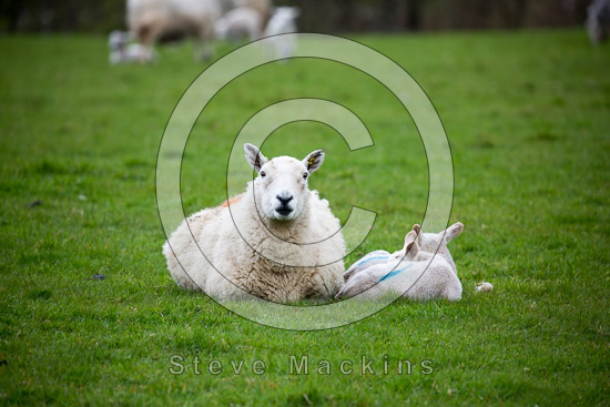 Irton with Santon Field Lake district Sheep - Lakeland Photos - Art Prints Irton with Santon Field Lake district Sheep