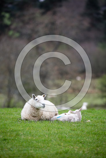 Watermillock Herdwick Sheep - Lakeland Photos - Art Prints Watermillock Herdwick Sheep