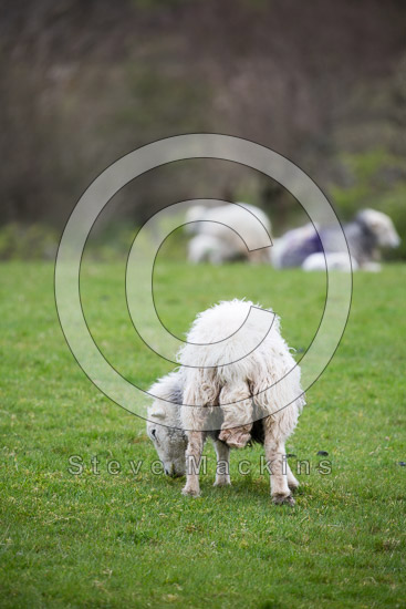High Newton Herdwick - Lakeland Photos - Art Prints High Newton Herdwick