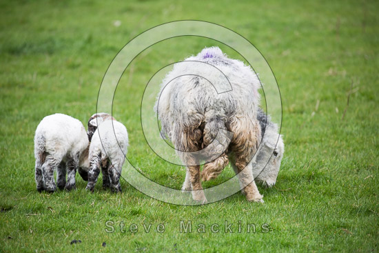 Ackenthwaite Field Herdwick Sheep - Lakeland Photos - Art Prints Ackenthwaite Field Herdwick Sheep