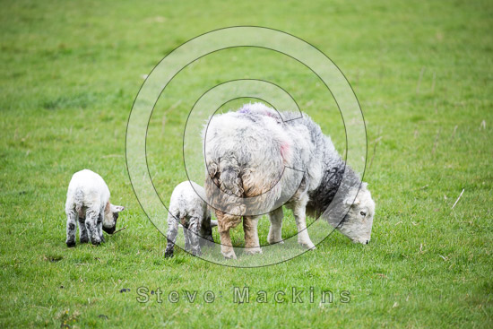 Maiden Moor Valley Herdwick - Lakeland Photos - Art Prints Maiden Moor Valley Herdwick