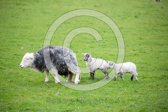 Gosforth Lake district Sheep - Lakeland Photos - Art Prints Gosforth Lake district Sheep