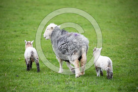 Red Pike (Buttermere) Valley Lakeland Sheep - Lakeland Photos - Art Prints Red Pike (Buttermere) Valley Lakeland Sheep