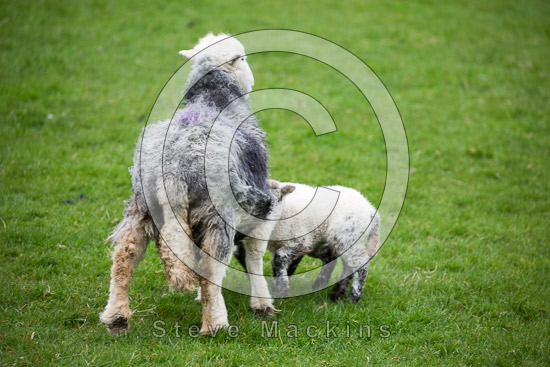 Stone Arthur Field Herdwick - Lakeland Photos - Art Prints Stone Arthur Field Herdwick