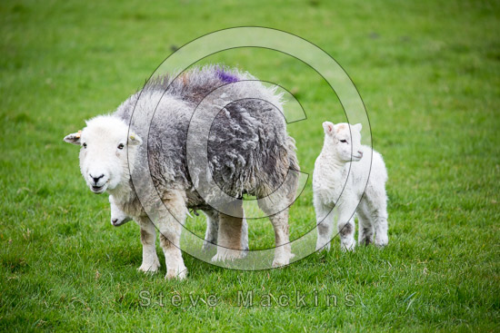 Gavel Fell Herdwick Sheep - Lakeland Photos - Art Prints Gavel Fell Herdwick Sheep