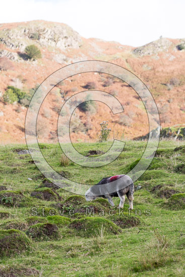 Irton with Santon Valley Herdwick Sheep - Lakeland Photos - Art Prints Irton with Santon Valley Herdwick Sheep