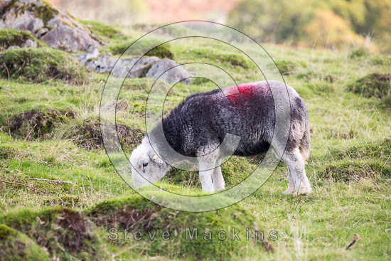 Dale Head Herdwick Sheep - Lakeland Photos - Art Prints Dale Head Herdwick Sheep