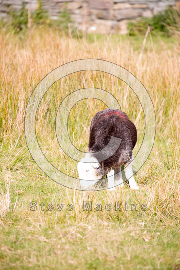 Ulpha Field Lakeland Sheep - Lakeland Photos - Art Prints Ulpha Field Lakeland Sheep