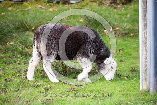 Loweswater Valley Lake district Sheep - Lakeland Photos - Art Prints Loweswater Valley Lake district Sheep