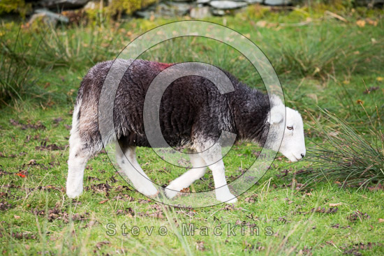 Newton Arlosh Farm Lake district Sheep - Lakeland Photos - Art Prints Newton Arlosh Farm Lake district Sheep