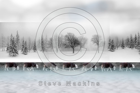 Heversham Field Herdwick - Lakeland Photos - Art Prints Heversham Field Herdwick