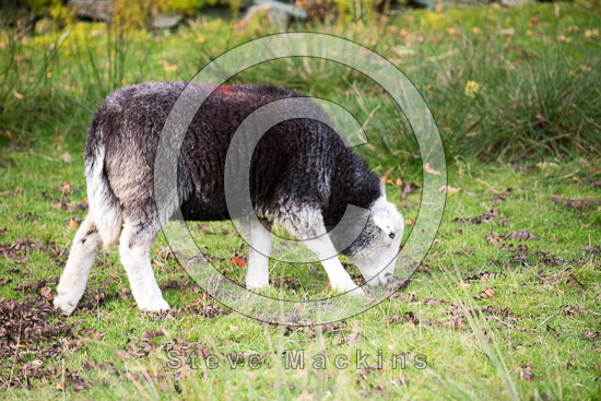 Hartsop above How Farm Lakeland Sheep - Lakeland Photos - Art Prints Hartsop above How Farm Lakeland Sheep