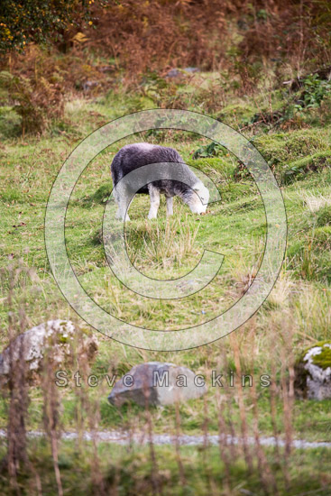 Eagle Crag Herdwick - Lakeland Photos - Art Prints Eagle Crag Herdwick