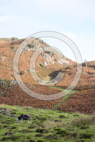White Side Valley Lake district Sheep - Lakeland Photos - Art Prints White Side Valley Lake district Sheep