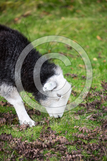 Wasdale Head Farm Herdwick Sheep - Lakeland Photos - Art Prints Wasdale Head Farm Herdwick Sheep