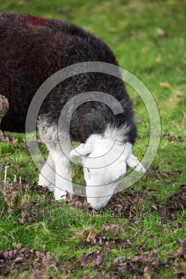 Dollywaggon Pike Valley Lakeland Sheep - Lakeland Photos - Art Prints Dollywaggon Pike Valley Lakeland Sheep