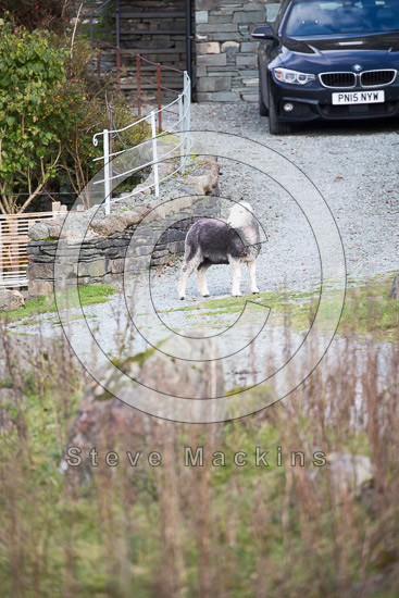 Esk Pike Lake district Sheep - Lakeland Photos - Art Prints Esk Pike Lake district Sheep