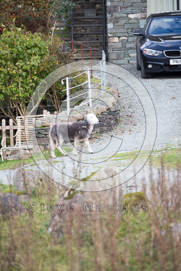 Great Musgrave Valley Herdwick Sheep - Lakeland Photos - Art Prints Great Musgrave Valley Herdwick Sheep