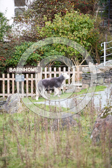 Troutbeck Tongue Valley Lake district Sheep - Lakeland Photos - Art Prints Troutbeck Tongue Valley Lake district Sheep