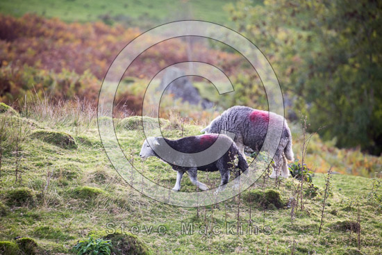 Hard Knott Herdwick Sheep - Lakeland Photos - Art Prints Hard Knott Herdwick Sheep