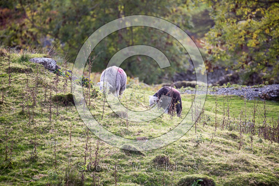 Great Salkeld Valley Lakeland Sheep - Lakeland Photos - Art Prints Great Salkeld Valley Lakeland Sheep