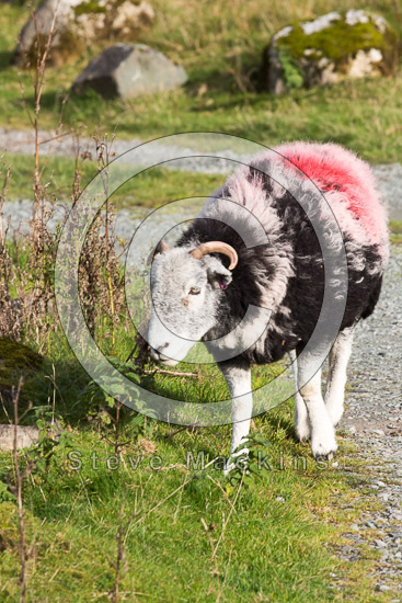 Dale Head Farm Lake district Sheep - Lakeland Photos - Art Prints Dale Head Farm Lake district Sheep
