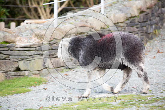 Dove Crag Farm Herdwick Sheep - Lakeland Photos - Art Prints Dove Crag Farm Herdwick Sheep