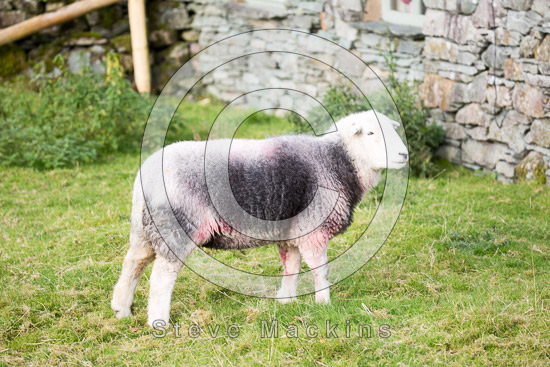 High Newton Farm Lake district Sheep - Lakeland Photos - Art Prints High Newton Farm Lake district Sheep